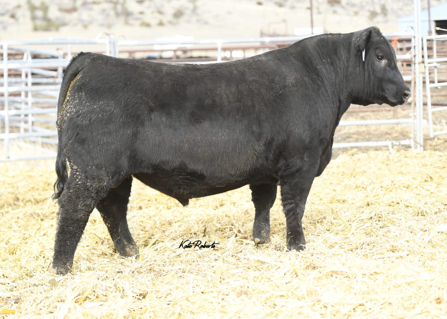 Les Craft Angus 2021 - Bill Pelton Livestock, LLC