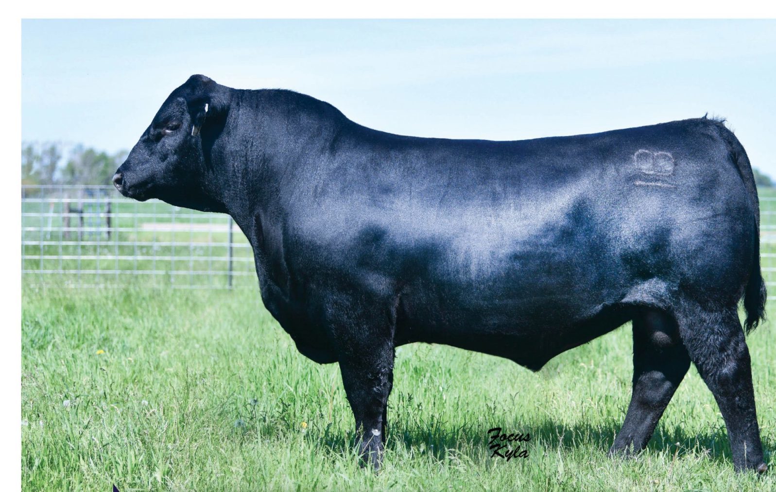 Bruner Angus - Bill Pelton Livestock, LLC