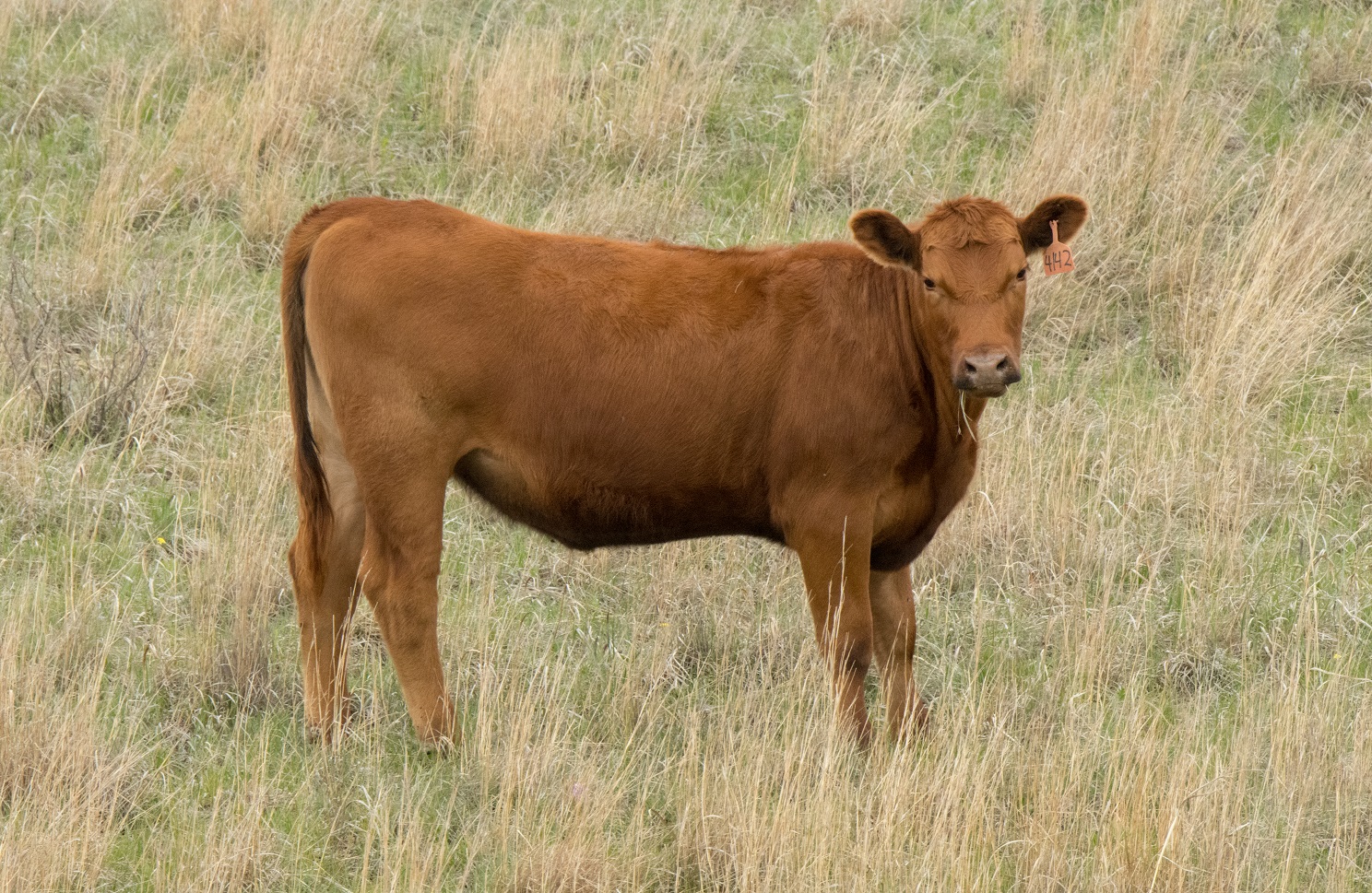 Breeding Season Planning Resources - Bill Pelton Livestock, LLC