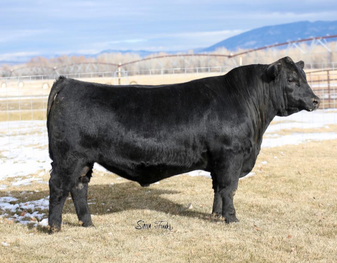 Hyline Angus Ranch - Bill Pelton Livestock, LLC