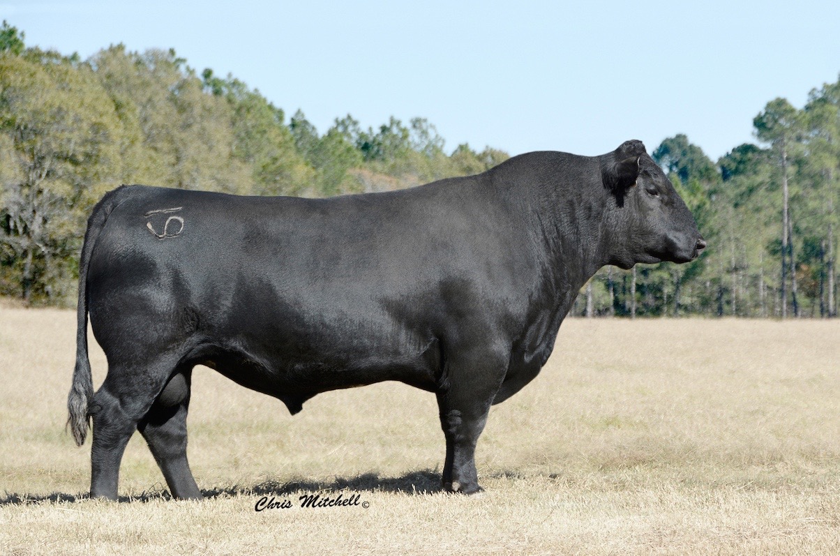 Veltkamp Angus - Bill Pelton Livestock, LLC